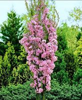 AMANOGAWA SZCZEPIONA KOLUMNOWA 140 cm