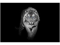 OBRAZ TIGER IN THE DARK