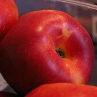 Nektarynka HARCO plenna MROZOODPORNA