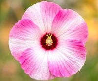 HIBISKUS Ketmia bagienny różowo biały bordowy liść