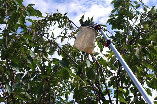 Zbierak do owoców teleskopowy trzonek koszt z tkaniny 3,75m na Arena.pl