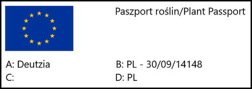Żylistek szorstki BIAŁY PEŁNY (Deutzia) w P11, wysokość 80-100 cm na Arena.pl