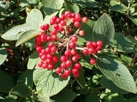 product-compare-61299471