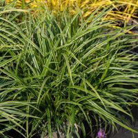 Turzyca Morrowa ICE DANCE Zimozielona Do cienia Sadzonki w doniczkach