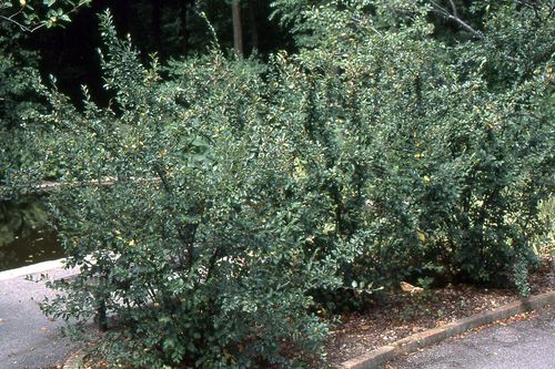 P11 IRGA BŁYSZCZĄCA COTONEASTER LUCIDUS 80-120 CM. na Arena.pl