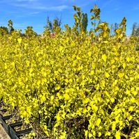 Brzoza brodawkowata złota/żółta 'Schneverdingen Goldbirke' wys. 50cm 2.0L