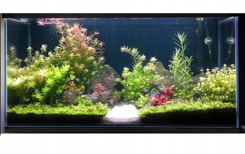 ZESTAW ROŚLIN ŁATWYCH W UPRAWIE NA TRZY PLANY DO AKWARIUM + GRATIS PĘSETA na Arena.pl