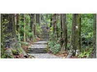 OBRAZ JAPOŃSKA ŚCIEŻKA PRZEZ LAS