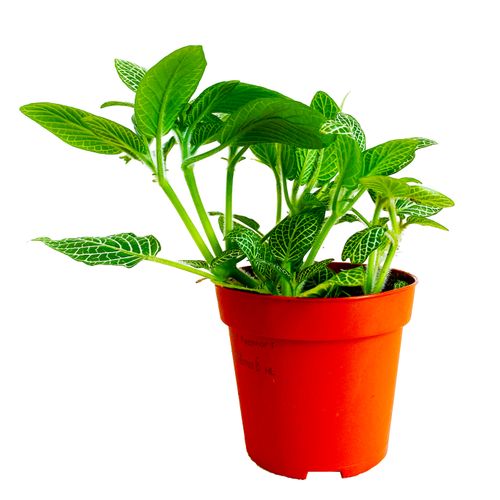 FITTONIA White Angel 15cm na Arena.pl