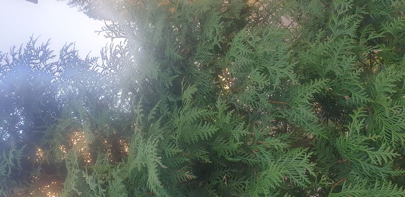 Laurowiśnia Herbergii 50-80cm sadzonki na ŻYWOPŁOT zdjęcie 3