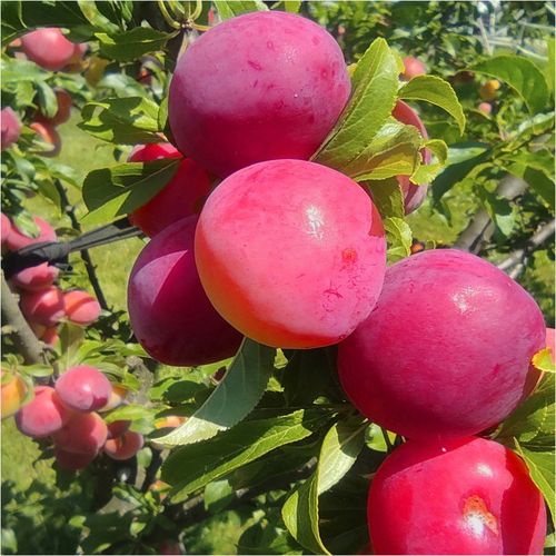 Śliwa OPAL odchodzi od pestki SAMOPYLNA wczesna / sadzonka / sadzonki na Arena.pl