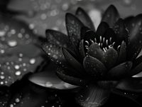 Plakat 100x75cm Lotos w Czerni