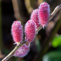Wierzba smukłoszyjkowa 'Mount Aso' Różowe Bazie (Salix gracilistyla) 2.0L