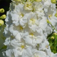 Ostróżka ogrodowa 'Excalibur Pure White' Biała (Delphinium elatum) 2.0L