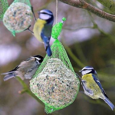 VERSELE LAGA Kula tłuszczowa pyza pokarm ptaków zimujących kule 90g x 10szt na Arena.pl