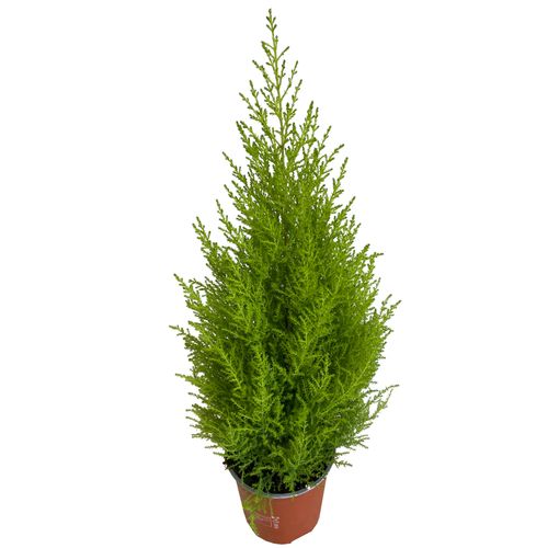 Cyprys Goldcrest Wilma 70 cm na Arena.pl