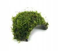 INVITAL Java moss (Taxiphyllum barbieri) na skorupie kokosa 21 cm