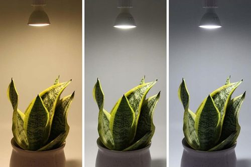 10x Żarówka LED GU10 5W = 50W 475 lm CCD More Lumens SuperLED na Arena.pl