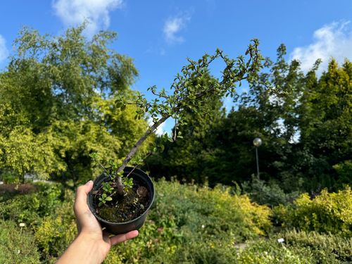Irga szwedzka 'Skogholm' Zadarniająca (Cotoneaster suecicus) Doniczka 1.0L na Arena.pl