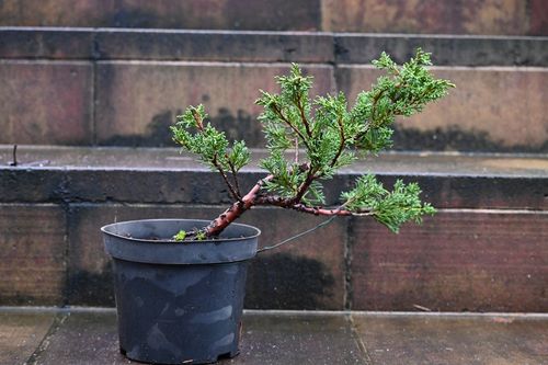 Jałowiec chiński Shimpaku - Juniperus chinensis 0067 na Arena.pl