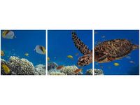 OBRAZ PODWODNA NATURA