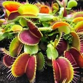 MUCHOŁÓWKA Roślina Owadożerna Rozmiar XXXL GIGANT Chętnie Zjada Muchy Owady