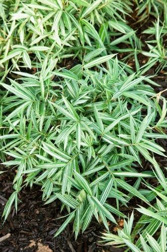 BAMBUS varegiatus sadzonka 5 - 15 cm na Arena.pl