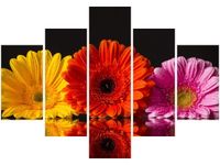 70 100CM OBRAZ 5 ELEM GERBERY DRUK PŁÓTNO