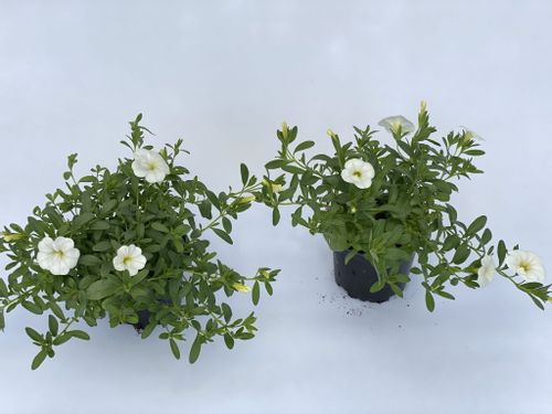 Million Bells White Calibrachoa BIAŁY sadzonki na Arena.pl
