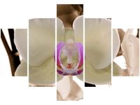 product-compare-58675959