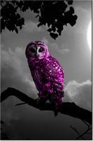 80CM 120 OBRAZ FIOLETOWA SOWA ŚCIENNY