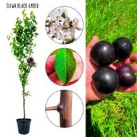 Śliwa Black Amber o słodkich owocach 100-150 cm