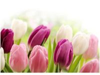 50X70CM SOCZYSTE TULIPANY OBRAZ POKOJU DREWNINE