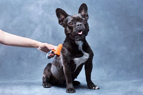 FURminator dla psów średnich sierść krótka M na Arena.pl