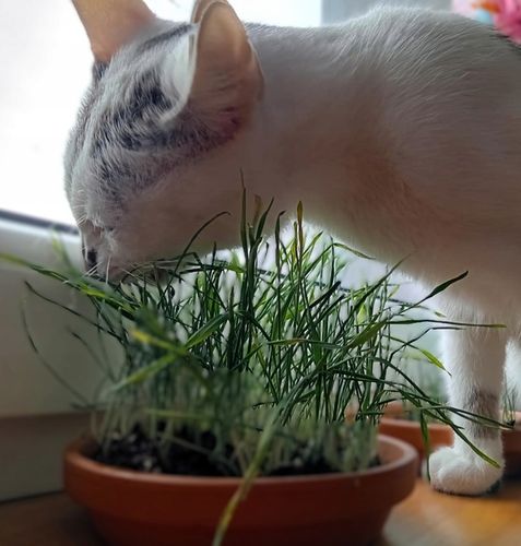 KROPLE NA KLESZCZE I PCHŁY DLA KOTA ZESTAW 6 SZTUK DAWEK PRZECIW KLESZCZOM na Arena.pl