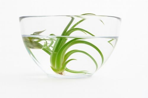 TILLANDSIA, OPLĄTWA X 6 SZT, NA START ! airplant na Arena.pl