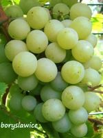 Winorośl 'TP-25' (Vitis) w doniczkach P9, wysokość 30-50 cm