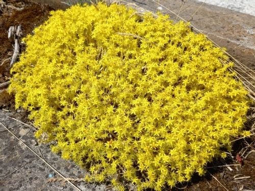 Rozchodnik ostry YELLOW QUEEN Sedum Żółty dywan Sadzonki w doniczkach P9 na Arena.pl