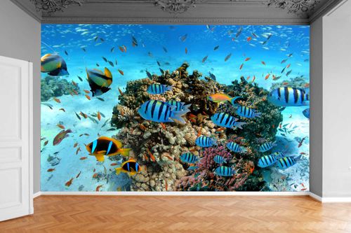Fototapeta RAFA KORALOWA RYBY 390x280 na Arena.pl