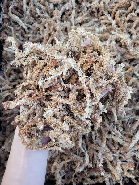 Mech Sphagnum Torfowiec Podłoże do Storczyków 250g zdjęcie 4