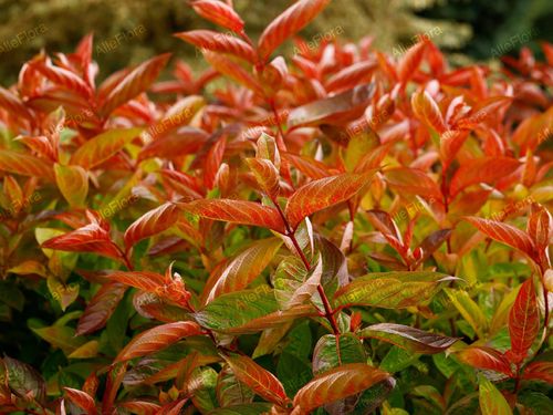 Krzewuszka cudowna 'Wings of Fire' (Weigela florida) Doniczka 2.0L na Arena.pl