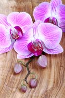 FOTOTAPETA STORCZYK FIOLETOWY NA DESKACH 260x180