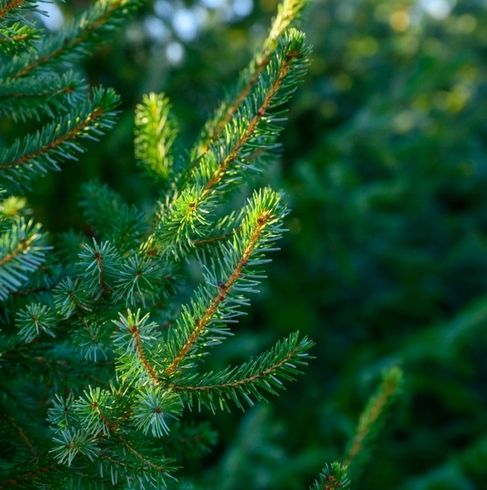 WIOSENNY nawóz do iglaków TUI10 KG SOLIDNY SZTRZAŁ W KOLORZE ZIELONE IGLAKI na Arena.pl