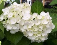 HORTENSJA SOEURE THERESE - sadzonki w doniczkach