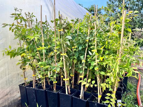 Milin pomarańczowy amerykański 'Ursynów' (Campsis radicans) Doniczka 2.0L na Arena.pl