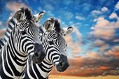 FOTOTAPETA ZWIERZĘTA NATURA ZEBRY NIEBO CHMURY