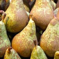 Grusza KONFERENCJA STARA ODMIANA bardzo plenna soczyste aromatyczne