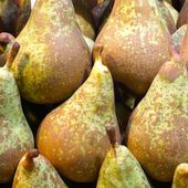 Grusza KONFERENCJA STARA ODMIANA bardzo plenna soczyste aromatyczne