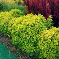 Jaśminowiec kaukaski 'Kostelec' Żółte Liście (Philadelphus caucasicus) 2.0L