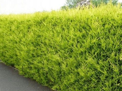 Cyprysik Lawsona IVONNE Na żywopłot Złocisty Żółty Sadzonki C3 na Arena.pl